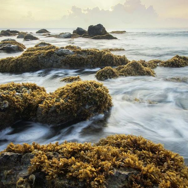 5 unusual ways seaweed is being used to tackle the climate crisis ...