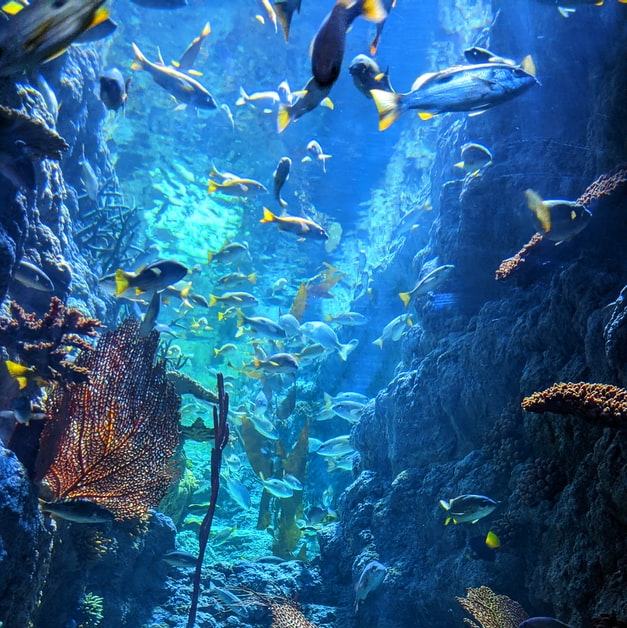 A global horizon scan of issues impacting marine and coastal biodivers ...