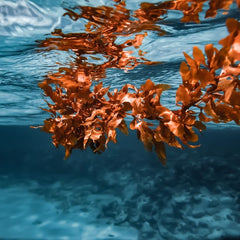 These 4 start-ups are using seaweed to help save the planet
