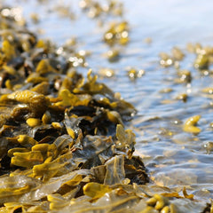 Global seaweed farming accelerator launched
