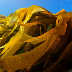 How to scale the seaweed industry sustainably