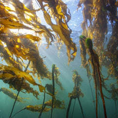 Seaweed 101: The Potential of Seaweed Aquaculture in the Blue Economy