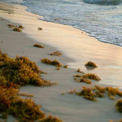 Startup Says The Seaweed Blobbing Toward Florida Has A Silver Lining