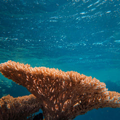 4 Issues to Watch at the UN Ocean Conference
