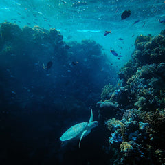 The $2.5 trillion ocean economy is at a crossroads. Capital must act now