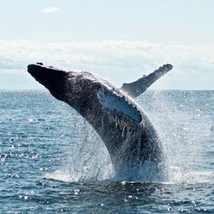 Global Deals to Save Oceans Were In Reach. Then Covid-19 Hit