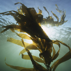 Netherlands hopes research project will jumpstart large-scale seaweed production offshore