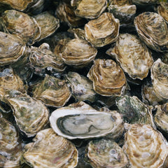 How a New Program Is Restoring Oyster Populations