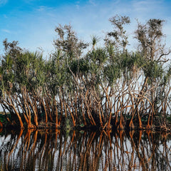 6 Reasons for Restoring and Protecting Mangroves