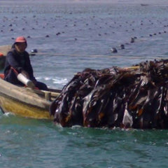Can Seaweed Farming Play a Role in Climate Change Mitigation and Adaptation?