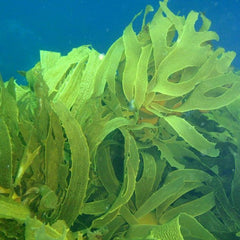 Forget planting trees: This company is making carbon offsets by putting seaweed on the ocean floor