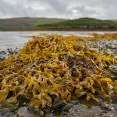 Food, fertilizer, fuel: Why the worldwide demand for seaweed is growing