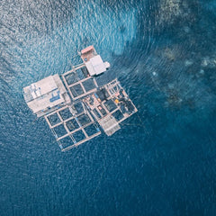 The prospects for offshore aquaculture: a Rabobank perspective