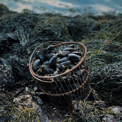 Kelp (Saccharina latissima) Mitigates Coastal Ocean Acidification and Increases the Growth of North Atlantic Bivalves in Lab Experiments and on an Oyster Farm