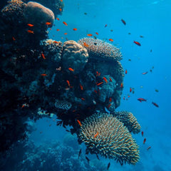 Environmentally friendly diving to conserve marine life for sustainable development