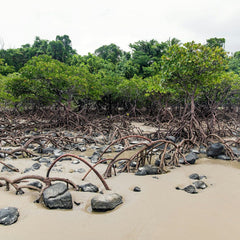 Conservation International Ventures gets $1.5M grant from Coca-Cola Foundation to launch new climate resilience project