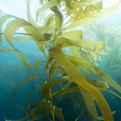 5 Reasons to Protect Kelp, the West Coast's Powerhouse Marine Algae