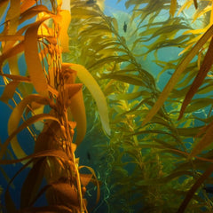 The case for seaweed subsidies