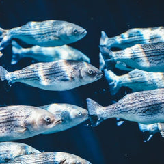 Aquaculture Market to Reach $543.3 Billion by 2032