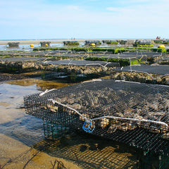 Oyster Farms Lead to Rise in Maryland Aquaculture