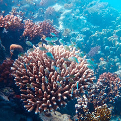 World’s coral scientists warn action is needed now to save even a few reefs from climate change