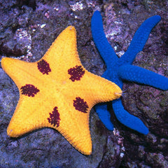 Scientists Are Breeding Sea Stars in a Lab to Rehabilitate Warming Oceans