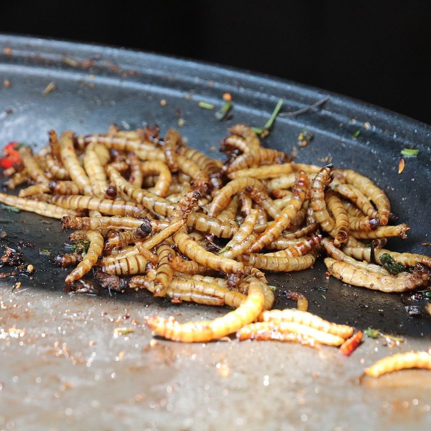 Why insect production may have minimal impact on aquaculture sustainab ...