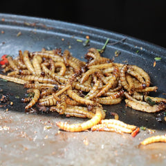 Why insect production may have minimal impact on aquaculture sustainability