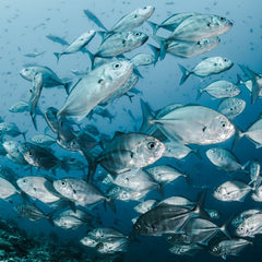 Oceana invests in seafood innovation