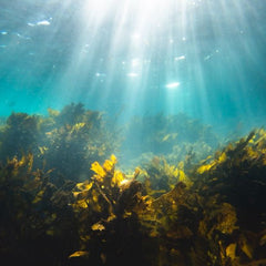 Answering Critical Questions About Sinking Macroalgae For Carbon Dioxide Removal A Research Framework To Investigate Sequestration Efficacy And Environmental Impacts