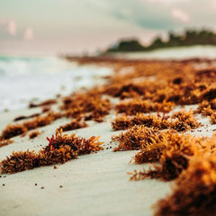 Seaweed farms significantly reduce nitrogen, pollution - TAU study