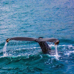 220-lb. 'Litter Ball' Found Inside a Dead Sperm Whale's Belly