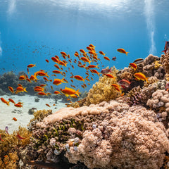 IUCN metric to help quantify progress towards global ocean biodiversity targets
