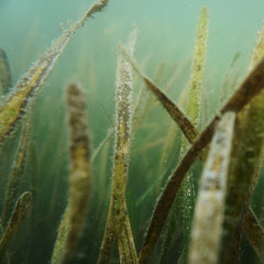 How planting 70 million eelgrass seeds led to an ecosystem’s rapid recovery