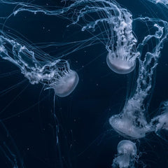 1000 Ocean Startups UNOC 2025 Summit