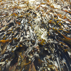 From Maine’s warming waters, kelp emerges as a potentially lucrative cash crop