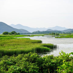How to Incorporate Coastal Wetland Conservation Into National Climate Goals and State Policies