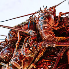 Plans unveiled for “world’s first” land-based lobster farm