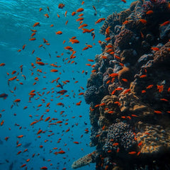 The need to protect at least 30% of the ocean by 2030