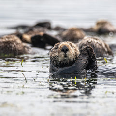 How otters, urchins and kelp help to gauge the fragility of ecosystems