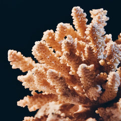 Living Coral Biobank Project Kicks off in Australia