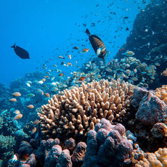 Why financial regulators need to consider ocean biodiversity