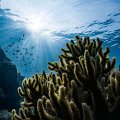 The Nature Conservancy’s Audacious plan to save the world’s oceans