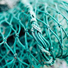 Blue ticked off: the controversy over the MSC fish ‘ecolabel’