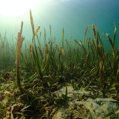 Seagrasses provide a novel ecosystem service by trapping marine plastics