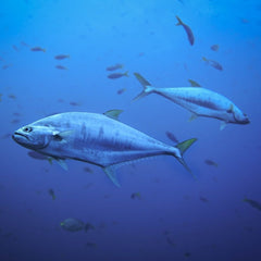 World Tuna Day: How sustainable are tuna fisheries?