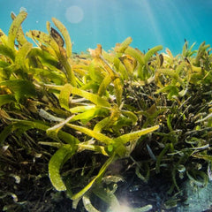 2023 Seaweed State Of The Industry