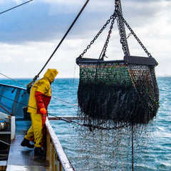 Countries Must Adopt Ecosystem-Focused Management for Northeast Atlantic Fisheries