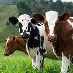 UK farmers turn to seaweed in a bid to reduce livestock methane emissions