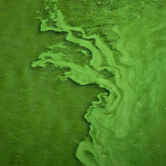 Experts say algae is the food of the future. Here's why.